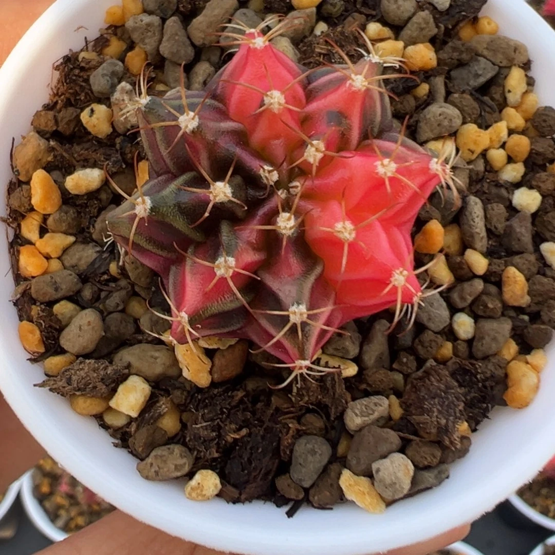 191 好看的米哈冲冲冲