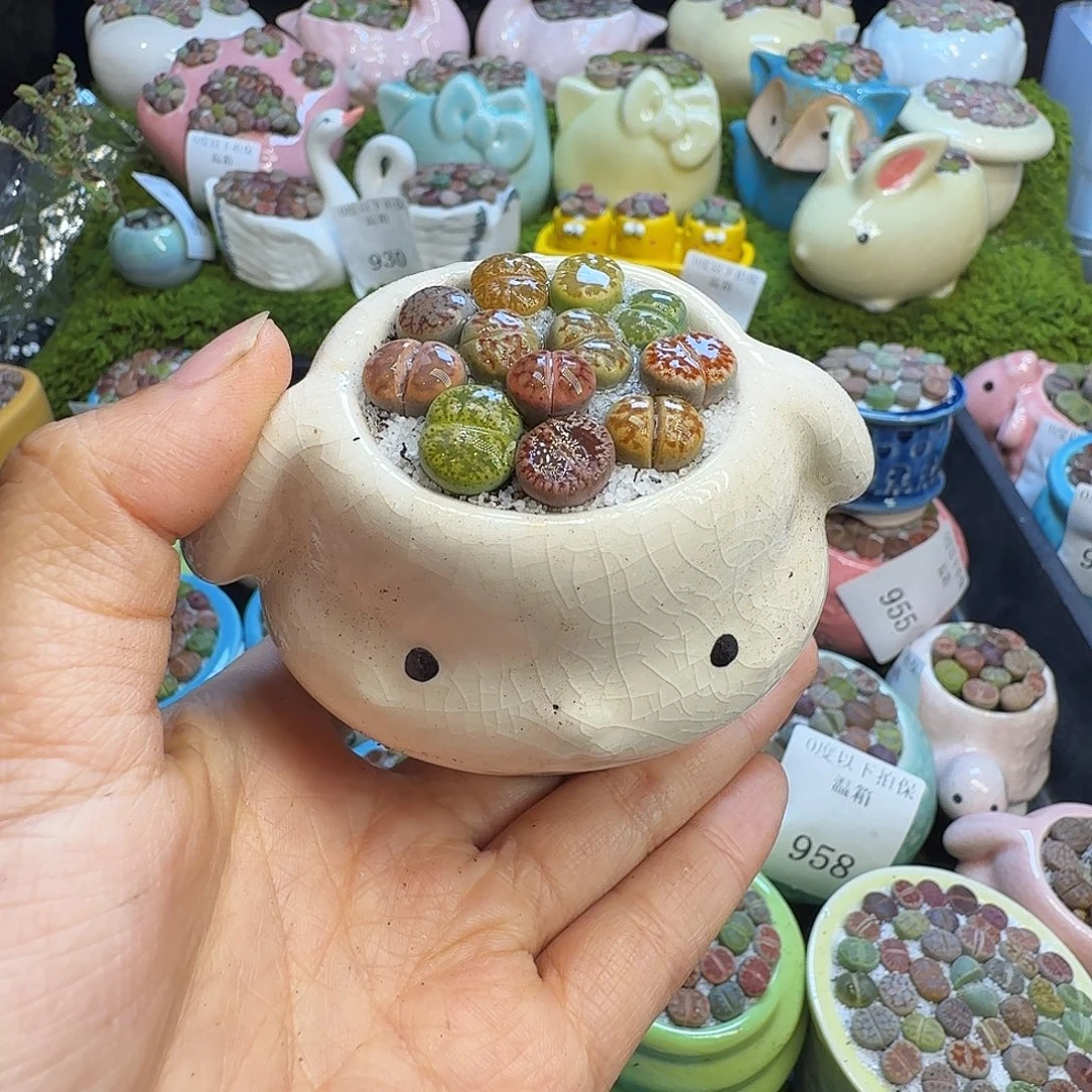 默***多肉植物福利冲985