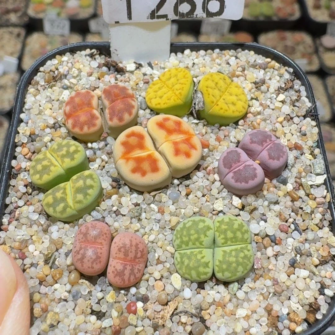 Sssss绝绝绝子生石花1286