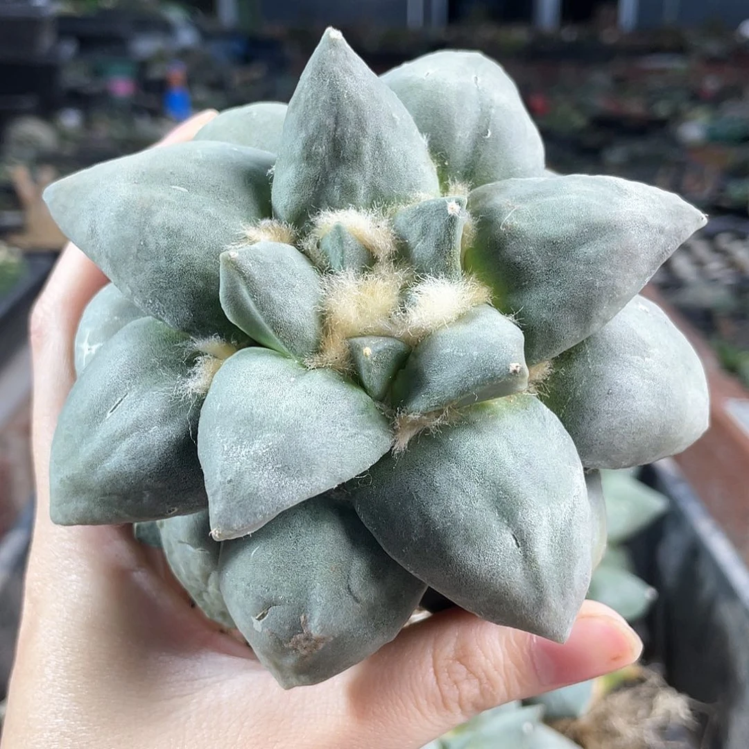 11cm自根丸尤青瓷牡丹杂萝卜根