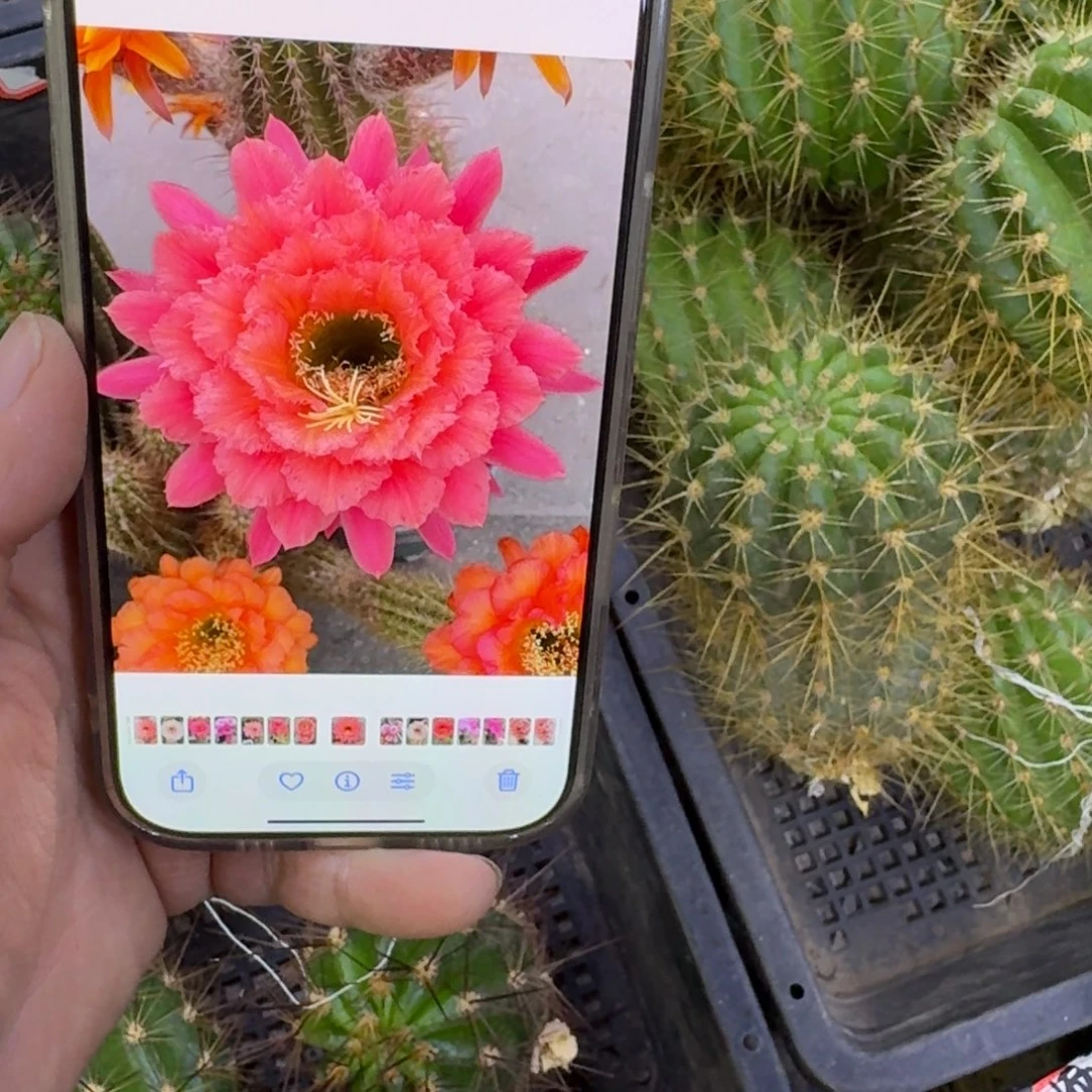 357毛牛牛歪无根侧牙5公分左右