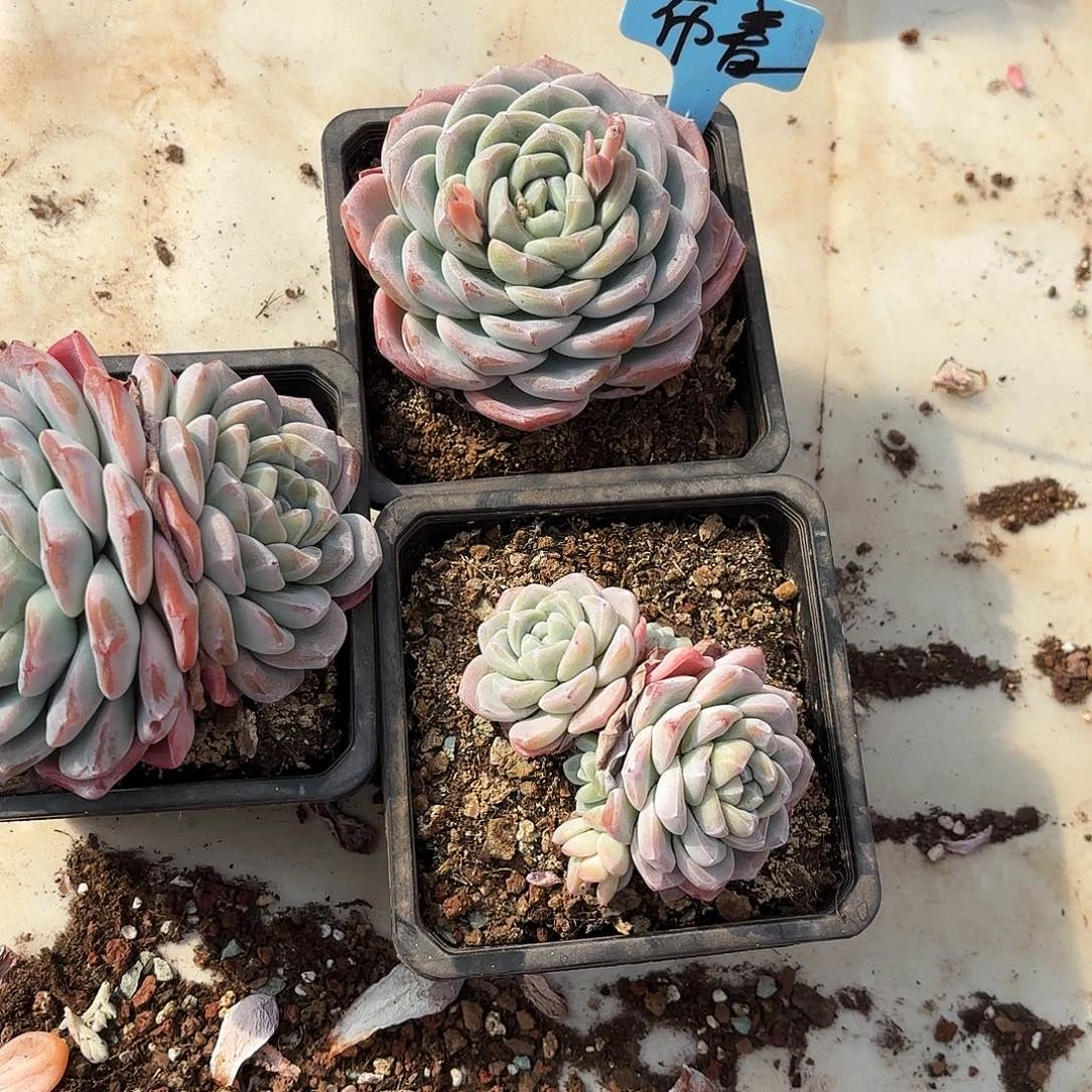 布*不羞妹妹的三个冰玉好看