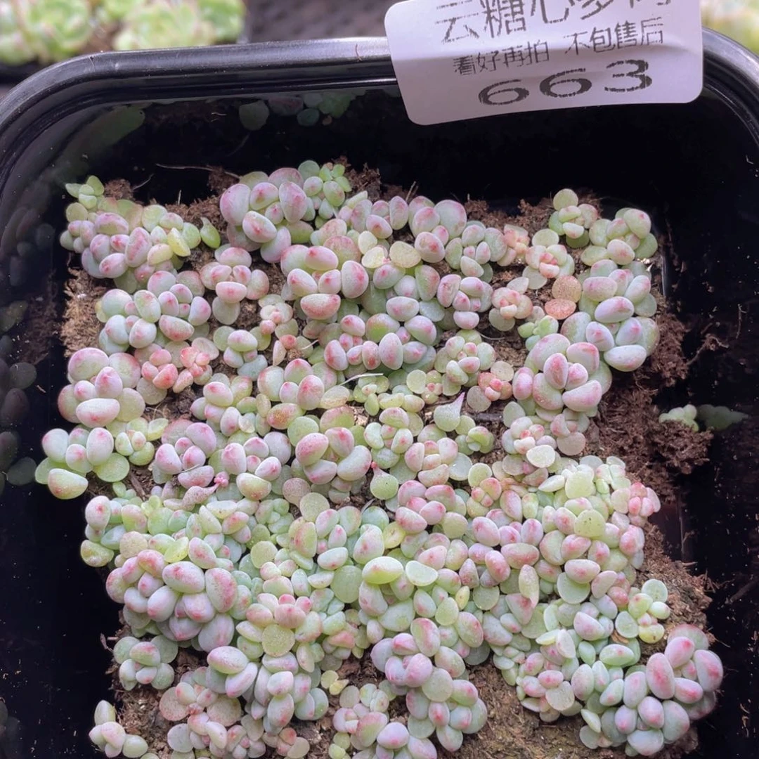 云糖心多肉植物663