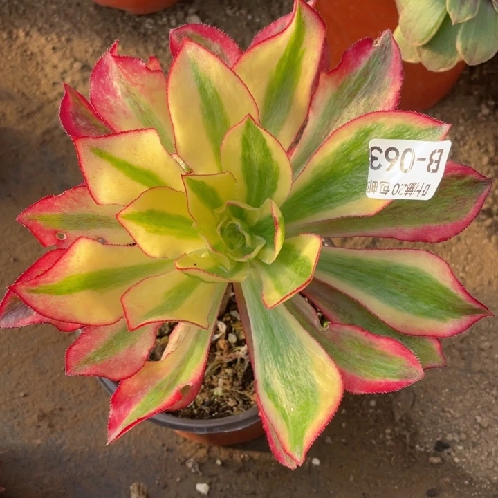 63魅影多肉1234578，123456789