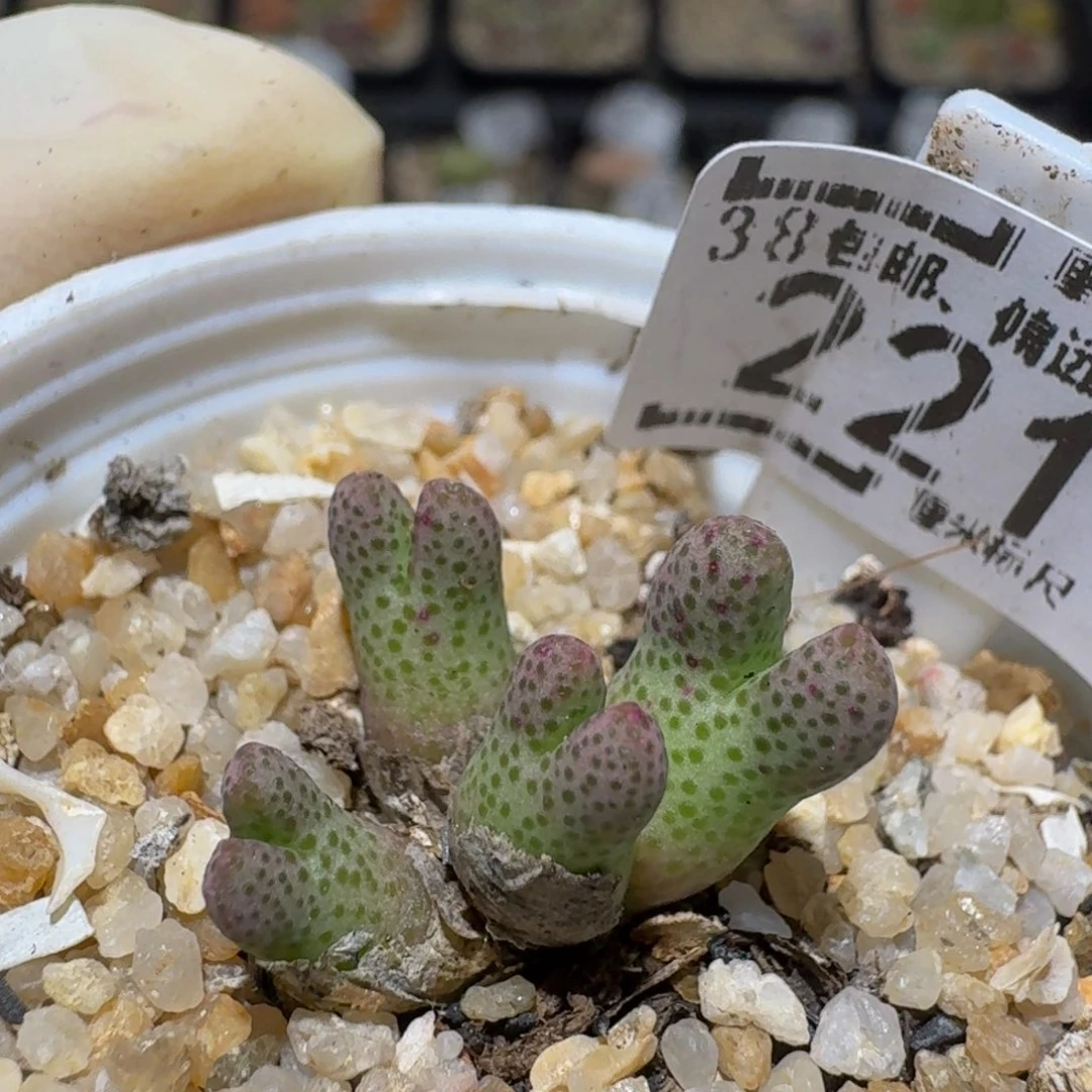 Zzzz精品生石花221斑马