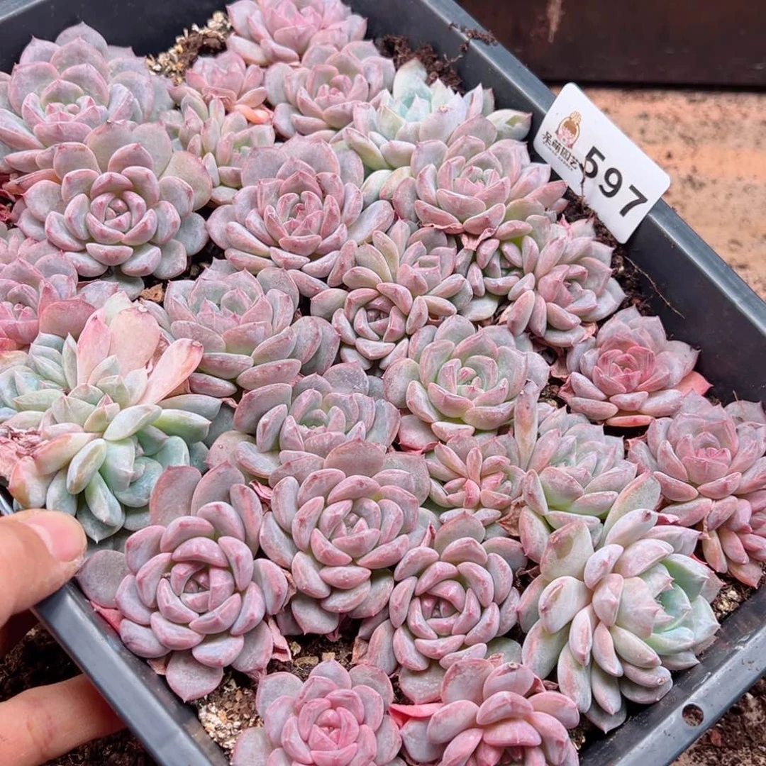小***S多肉植物多肉植物
