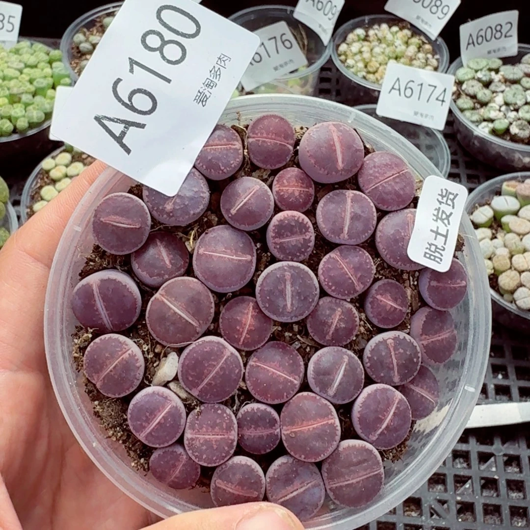 6180—生石花 生石花