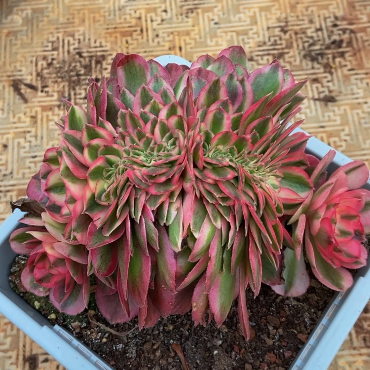 【闪购商品】3726倾城多肉