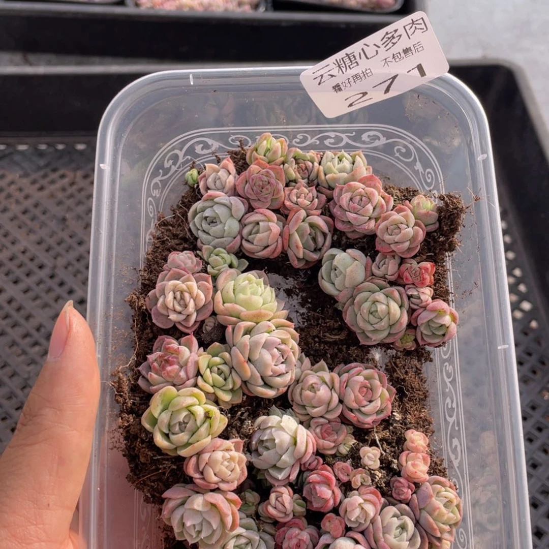 云糖心多肉植物271