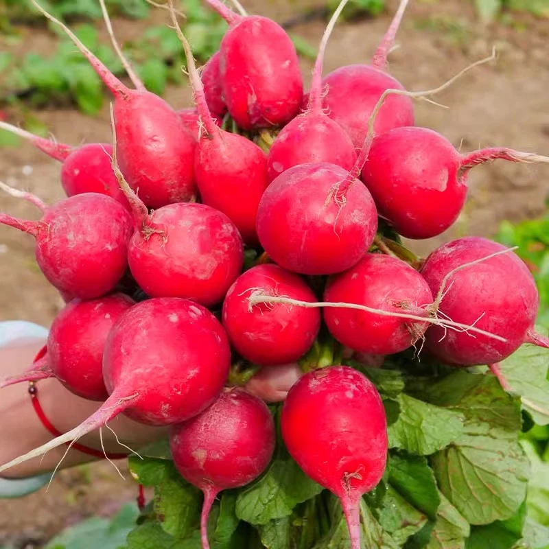 樱桃萝卜种子四季室内阳台蔬菜种子阳台盆栽蔬菜种籽水果小红萝卜