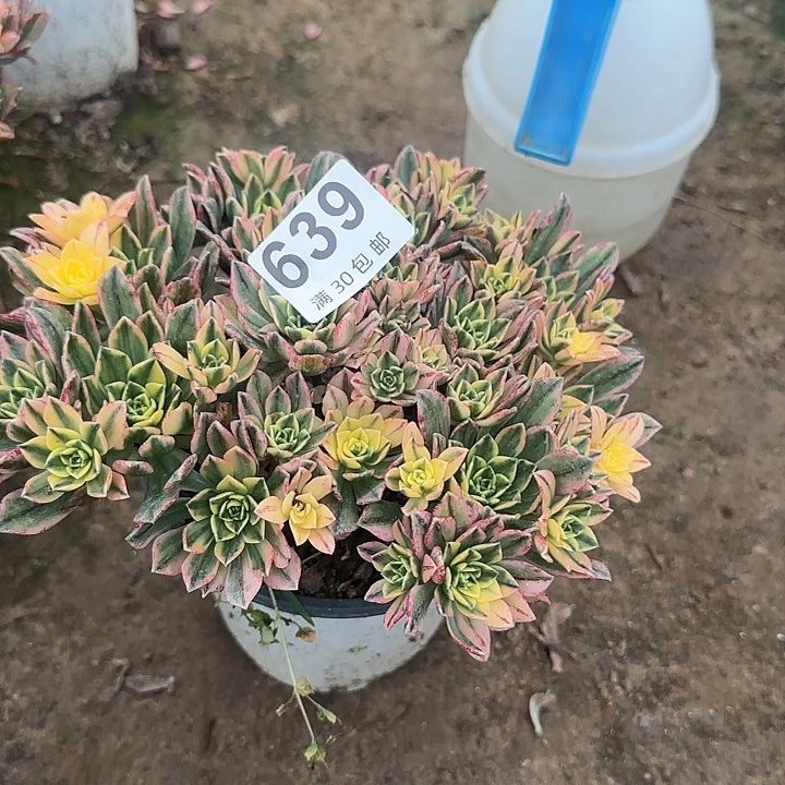 639。