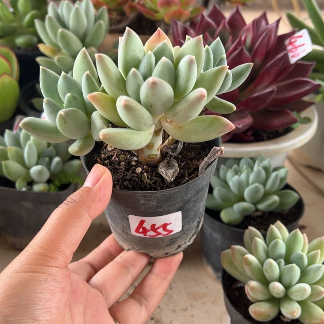 【闪购商品】厚叶草。 455。11111111