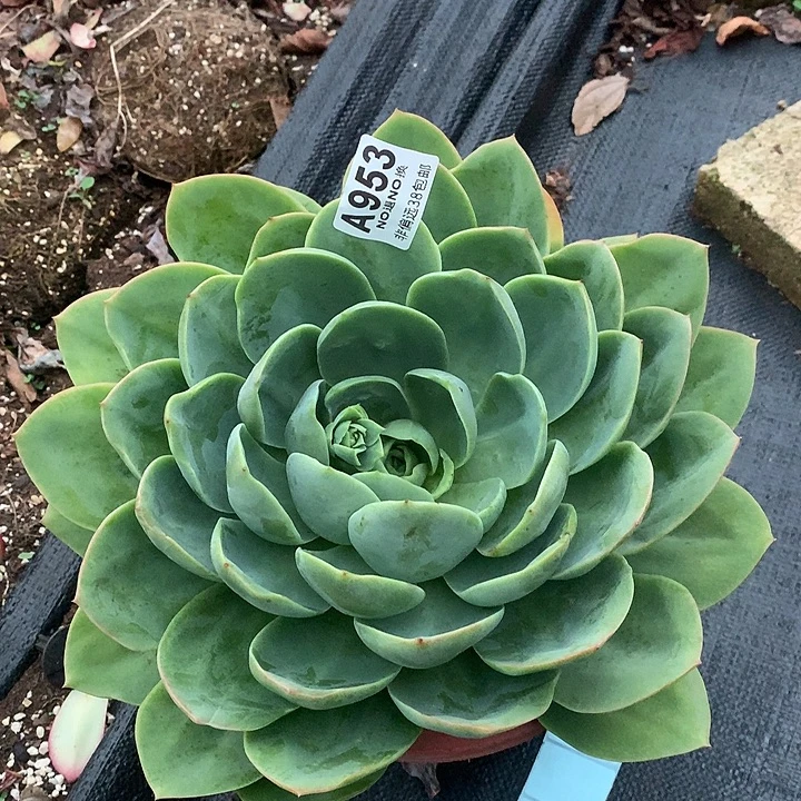 杂交大单头 全场8折 需要延迟发货