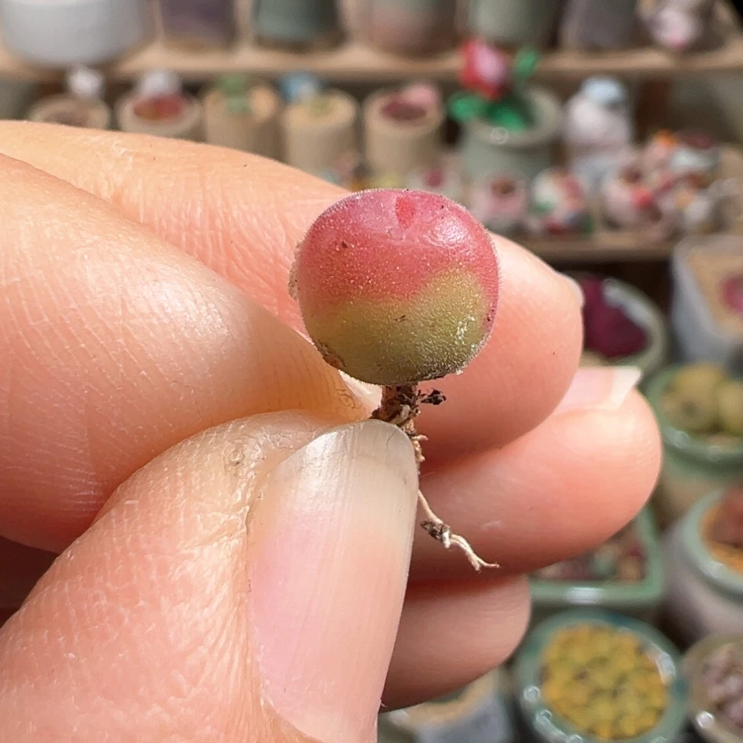 多肉植物193号毛翠滴