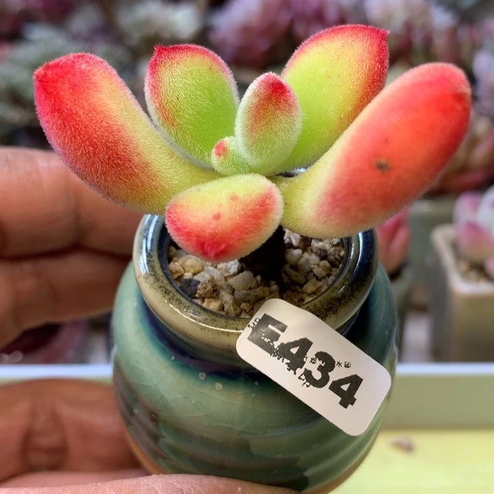 E434一物一拍带盆发