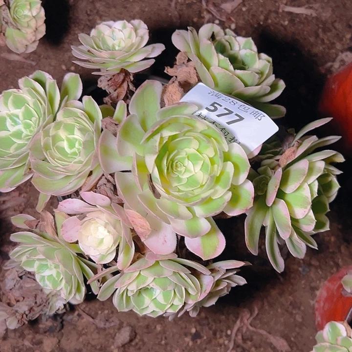 577海仙多肉植物保护
