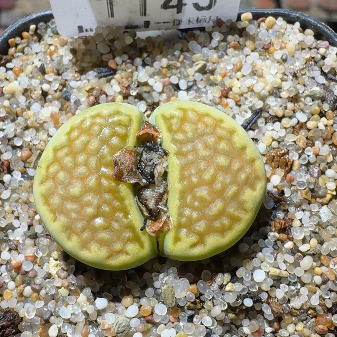 Sss精品便宜出了1143卡2.7