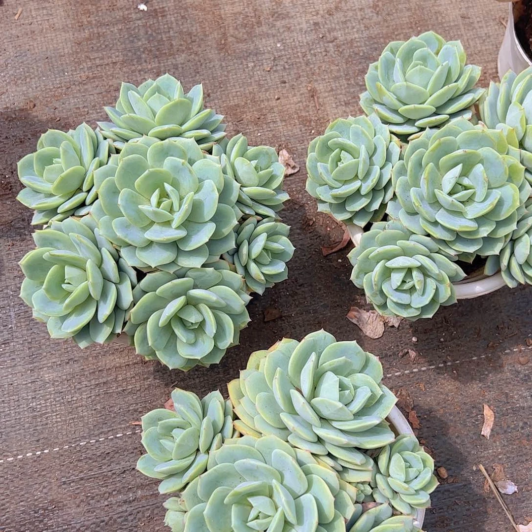 韩国恋曲多头大盆群生老桩