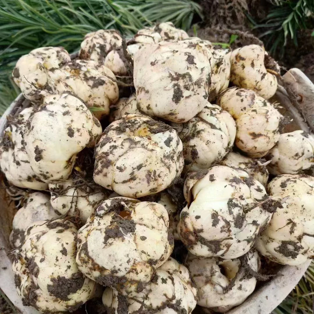 云南腾冲火山灰鲜百合 粉糯清甜 药食同源农家土集