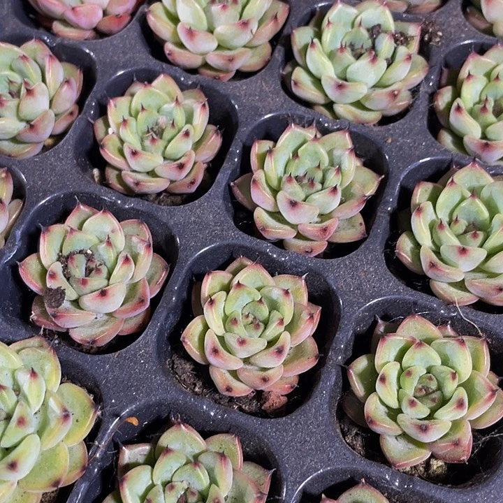 小星光珍妮1元带土发