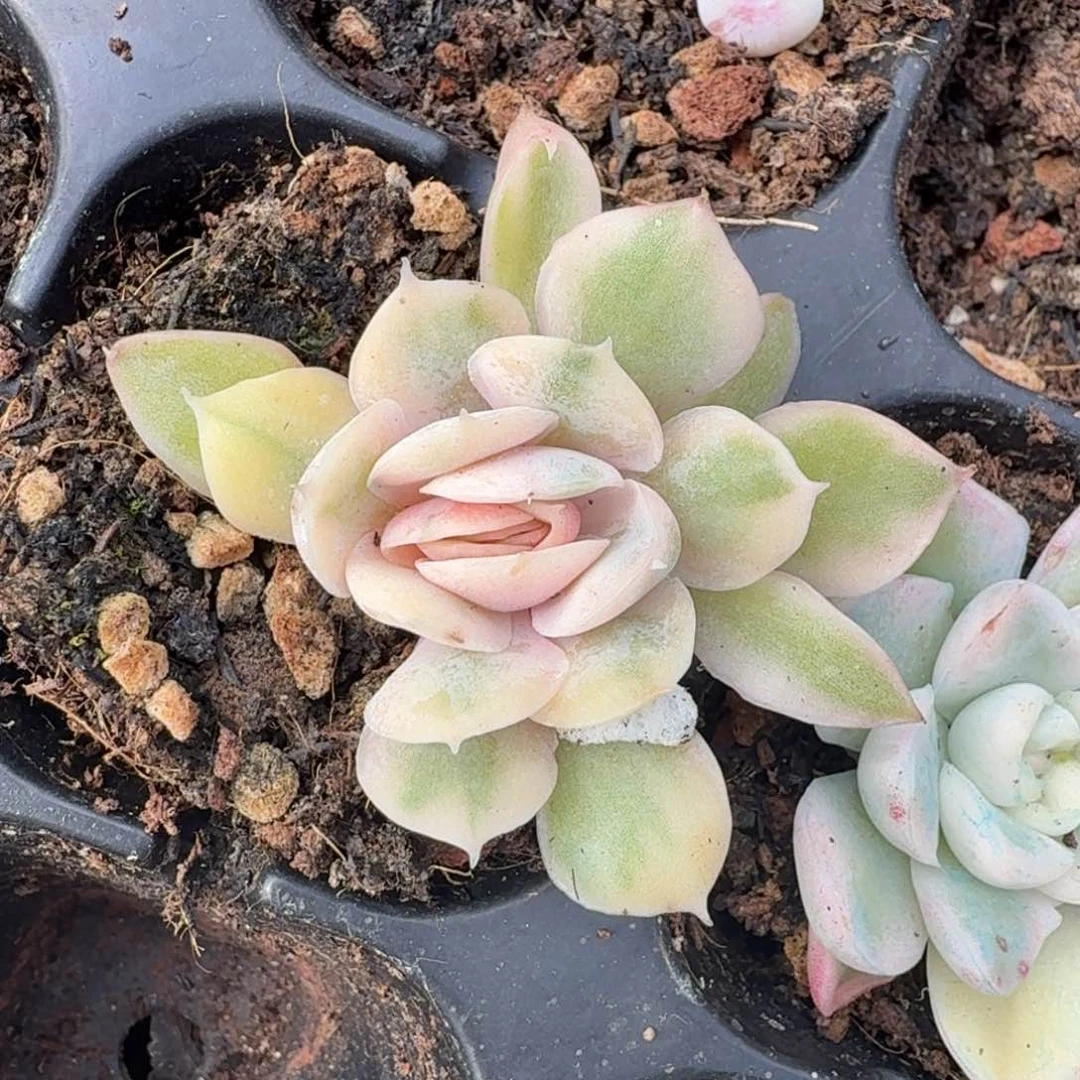 彩锦昂斯诺锦一刻的推进
