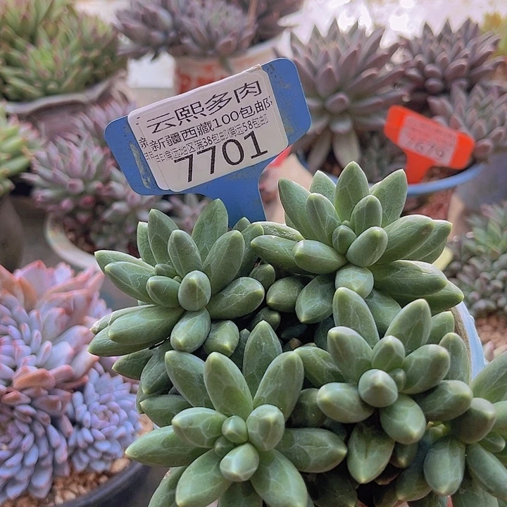 7701千代美人。