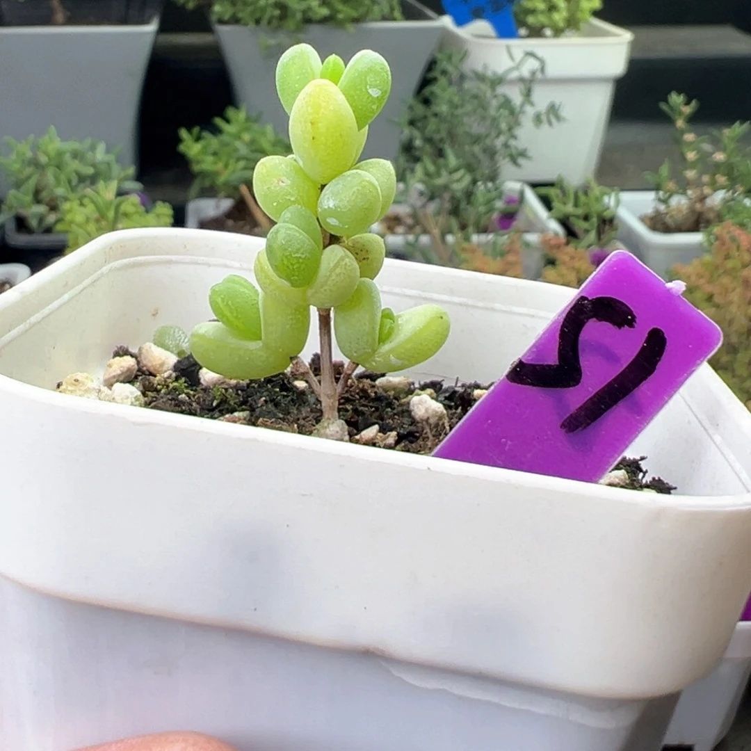 51号元宝6.5厘米盆