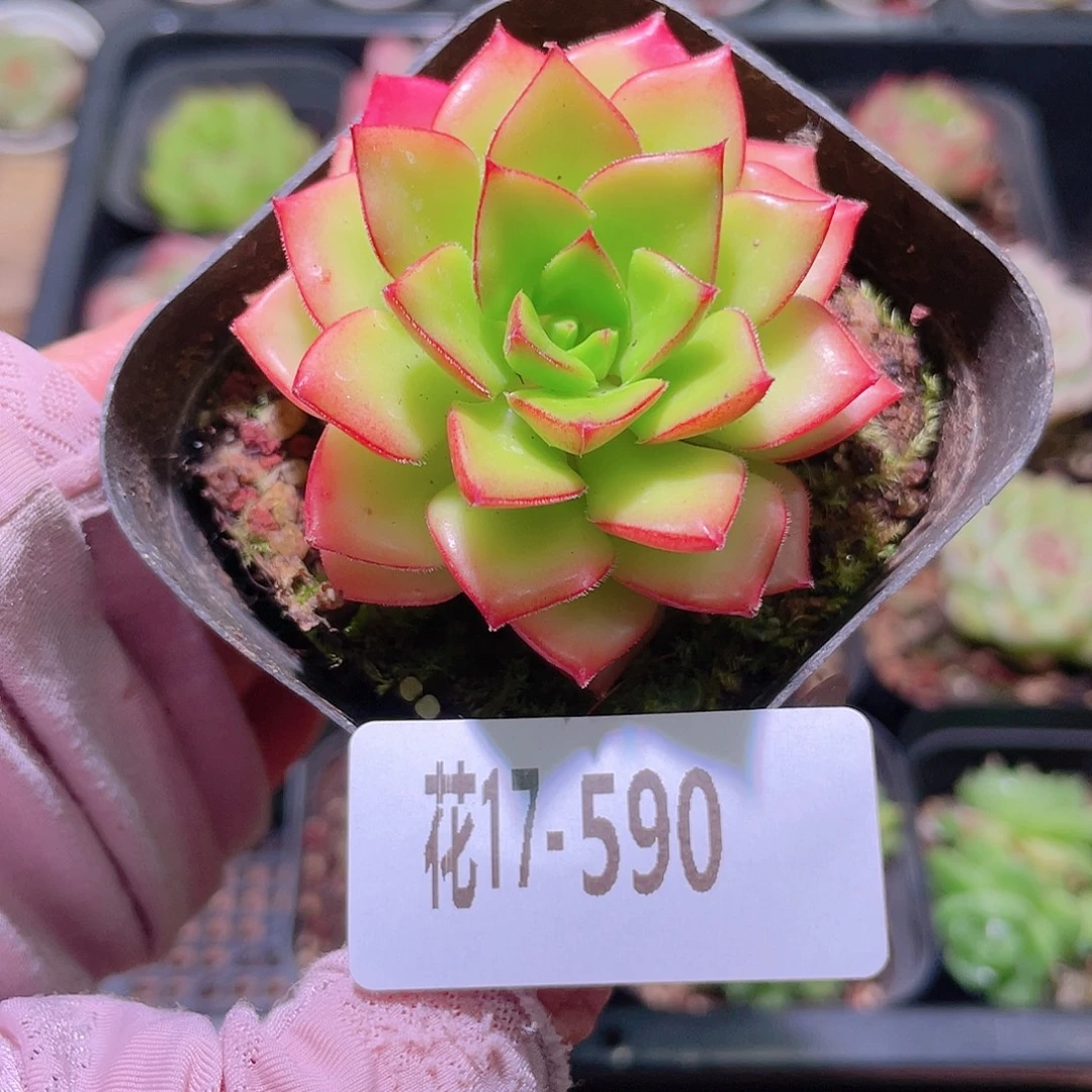 花利美17-590蒂亚
