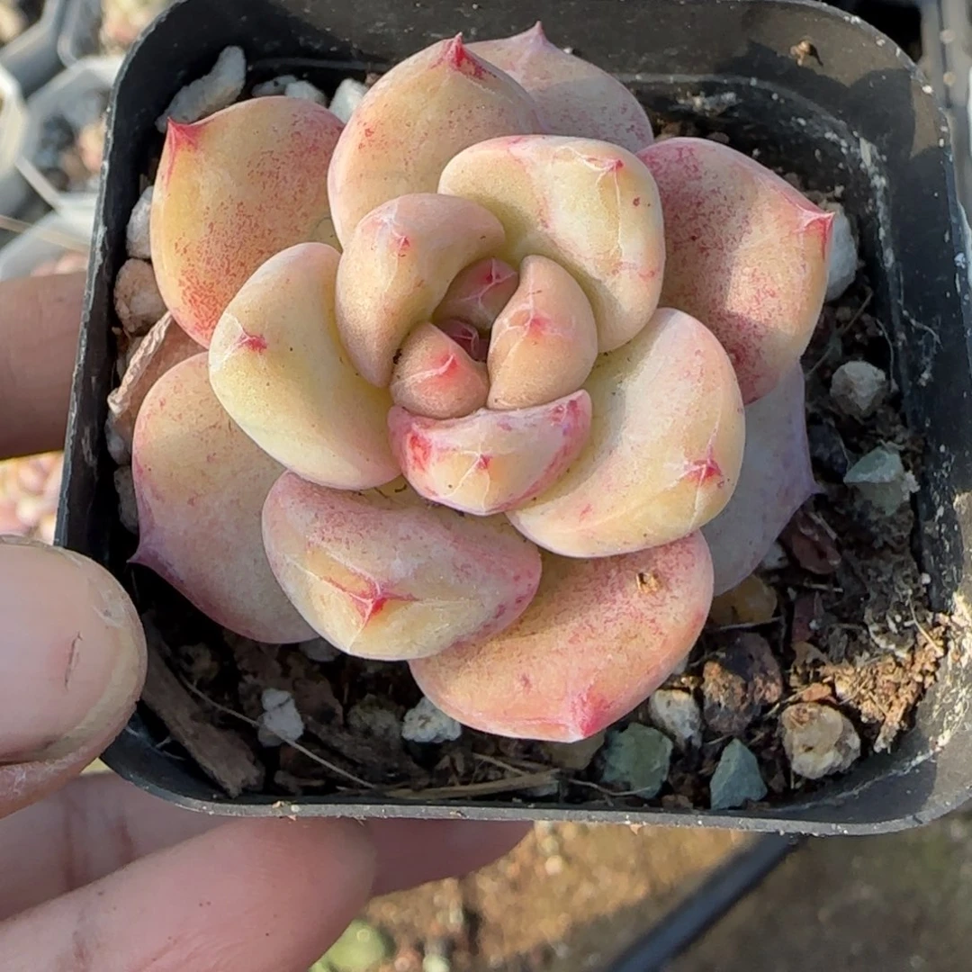 多肉小卡拉米糖心一物一拍