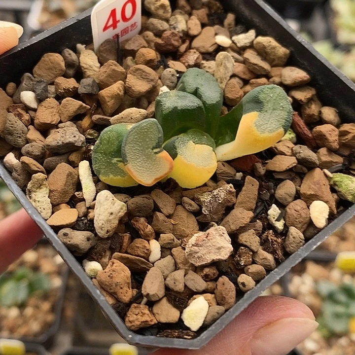 40大明湖万象锦一物一拍