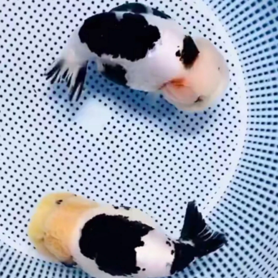 玖源兰寿活体观赏鱼