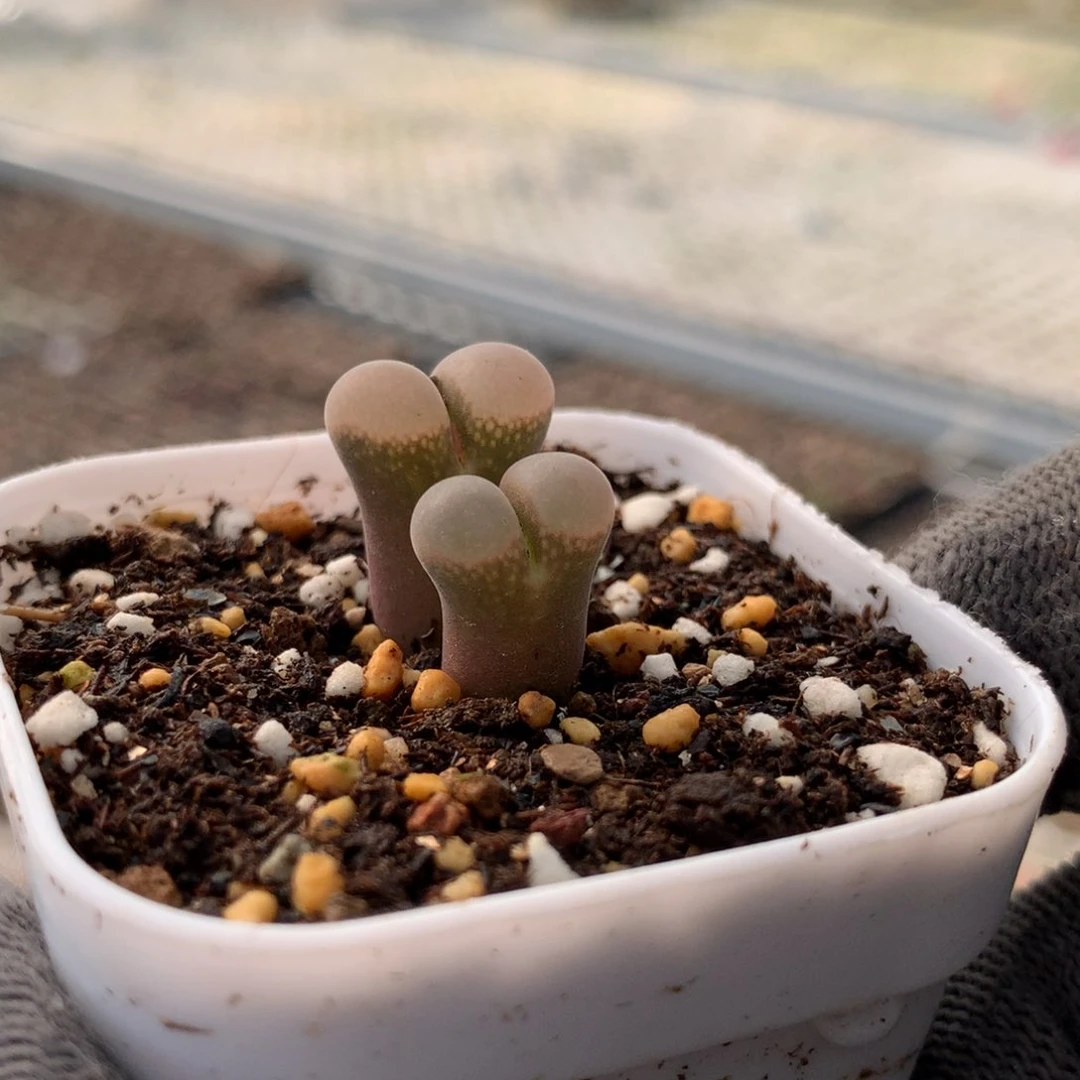 140风铃母本一颗