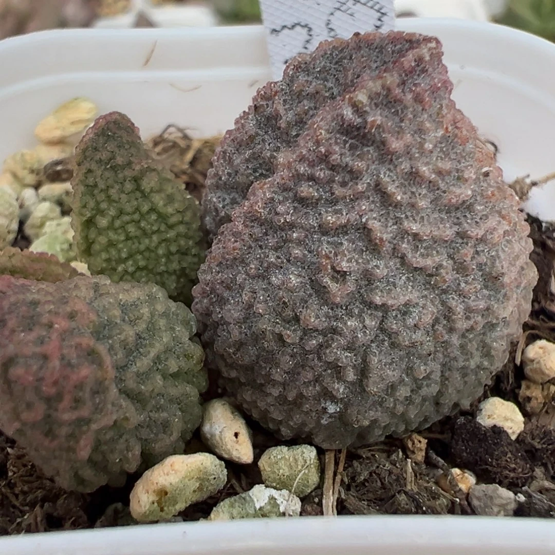 实生新品大苗多肉植物水泡