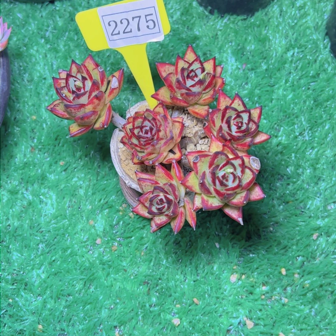 香**静乌木2275多肉植物