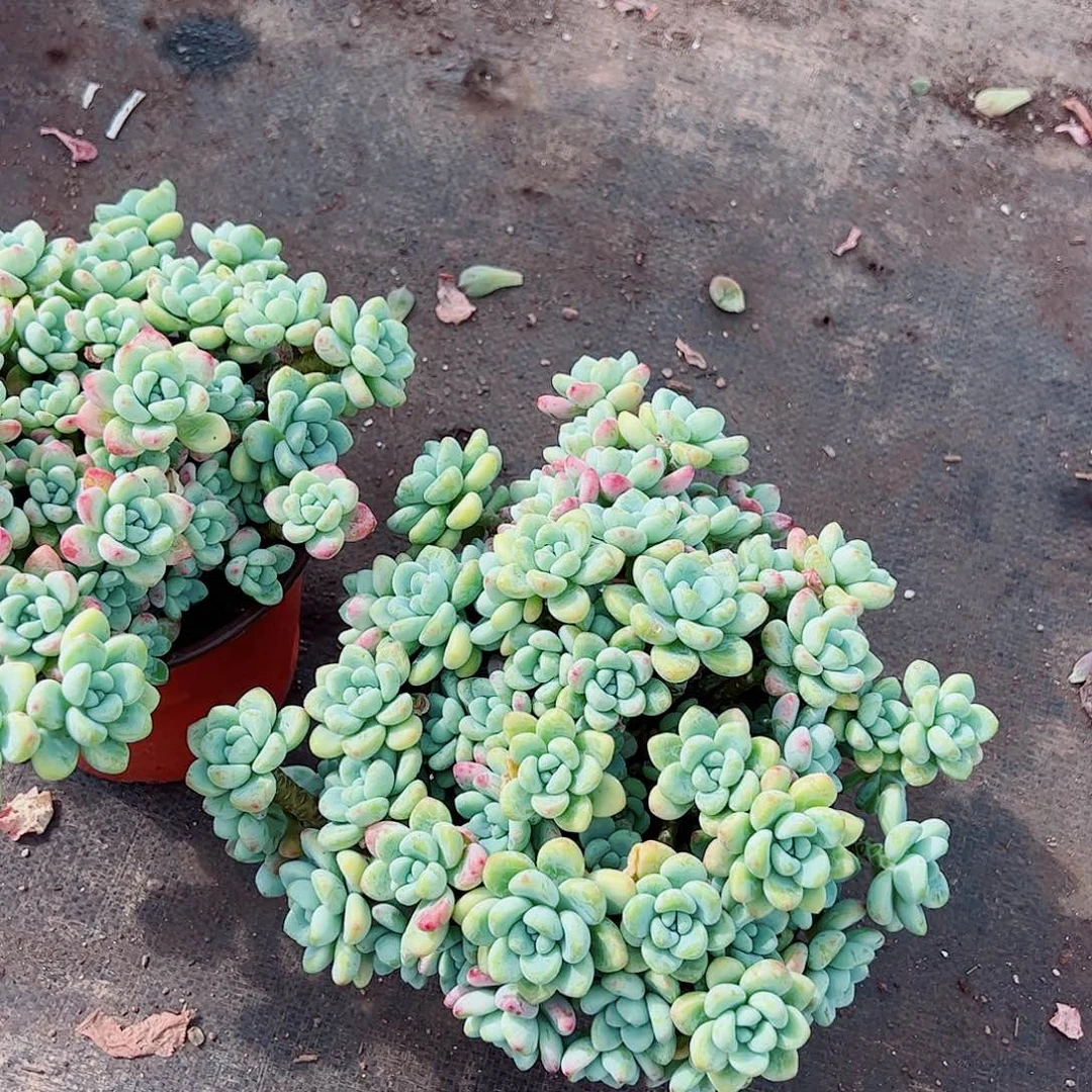 香香劳尔整装整群多头