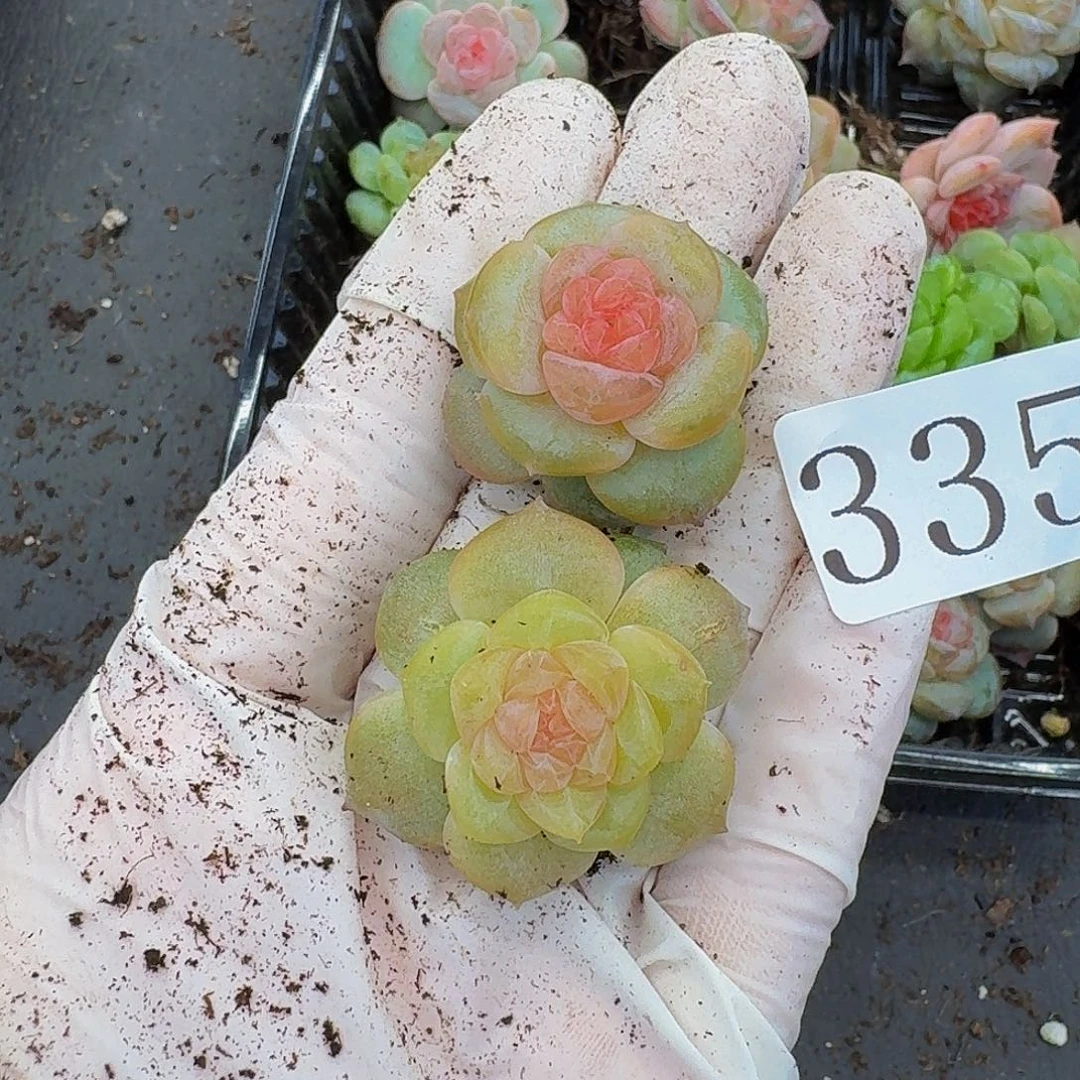 多肉植物多肉植物335