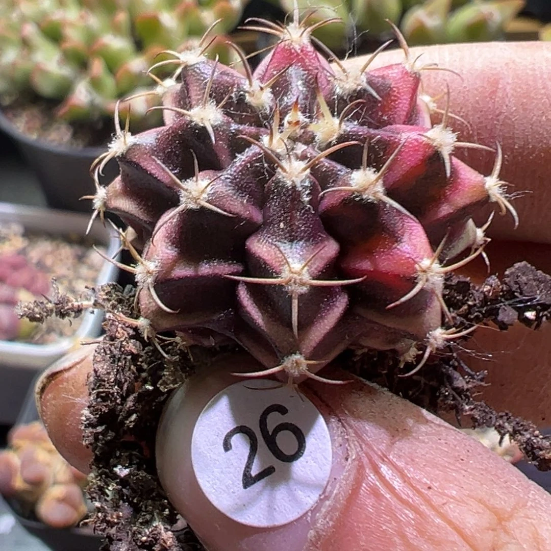 多肉植物111111111111111111