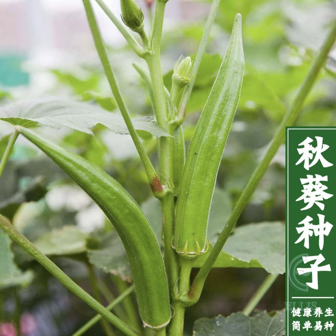 绿红秋葵种子大田耐热水果秋葵种子阳台蔬菜种子四季盆栽庭院种植