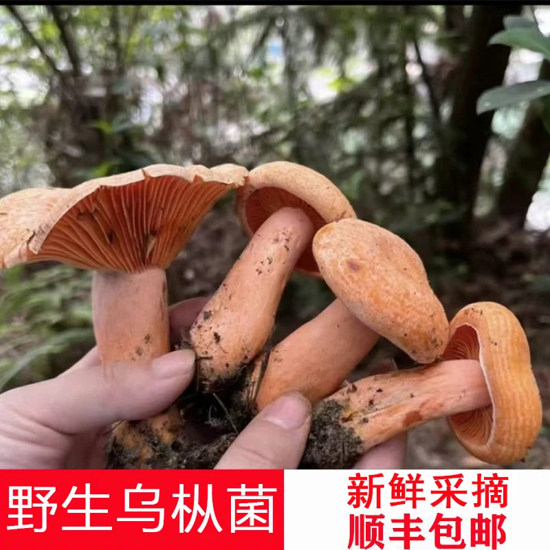 1斤【中小混合装】深山现采松树菇枞树菌雁来蕈坏损包赔美味新