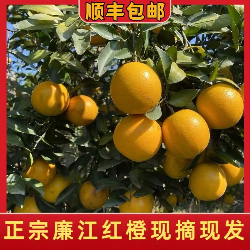 廉江红橙 正宗红橙 红心橙 橙味十足现摘天然多汁现摘现发