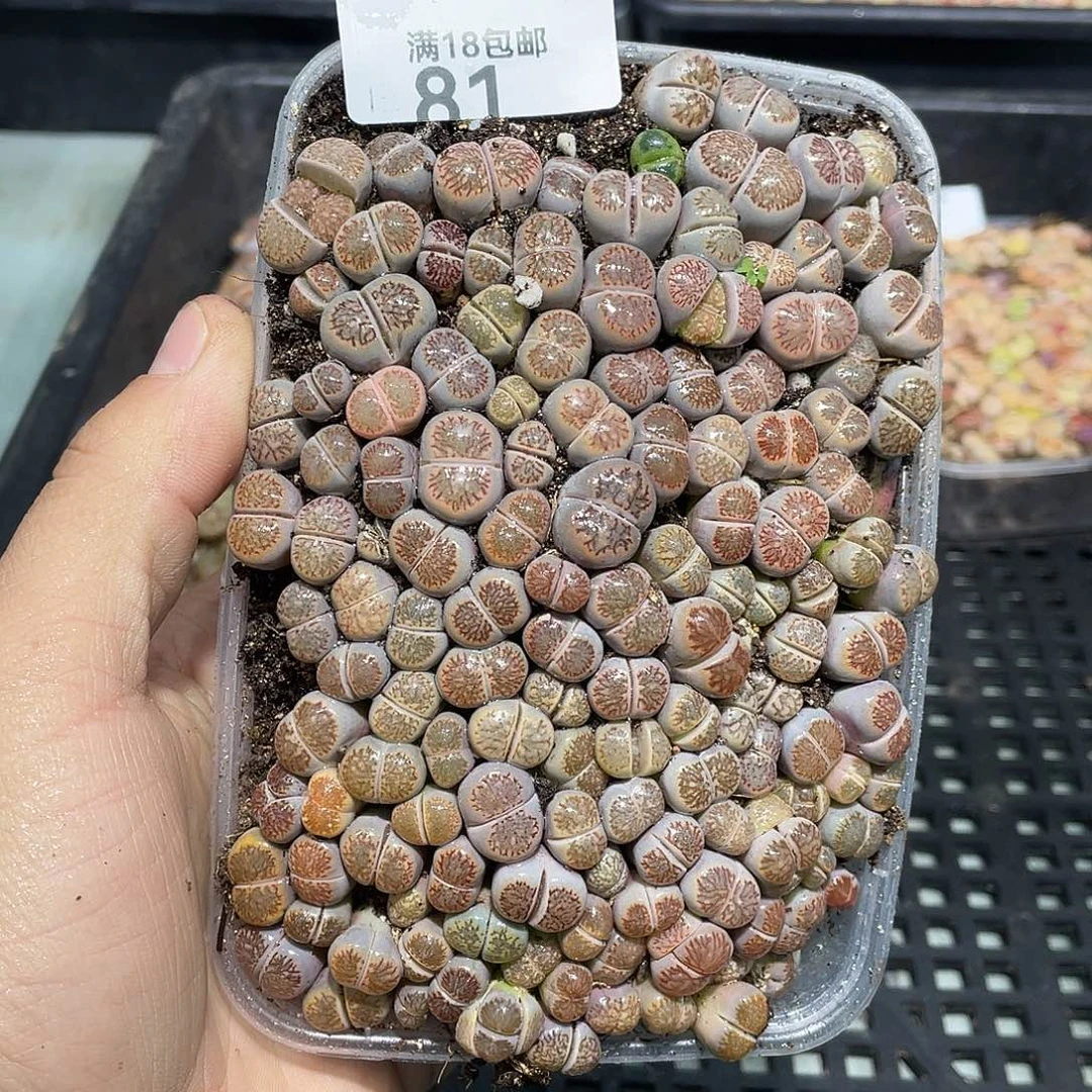 81当天凑满十八元包邮生石花