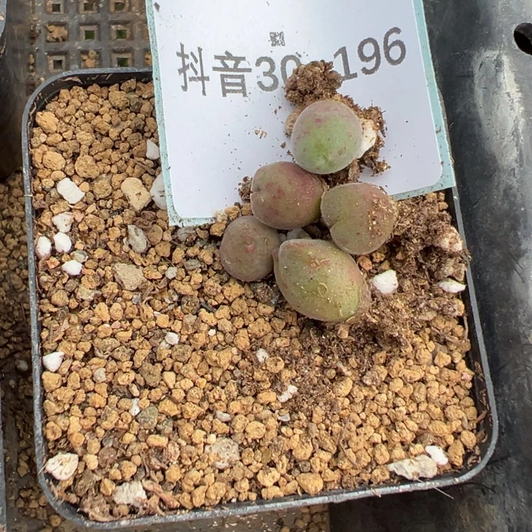 30-196量拍大眼睛空蝉一颗