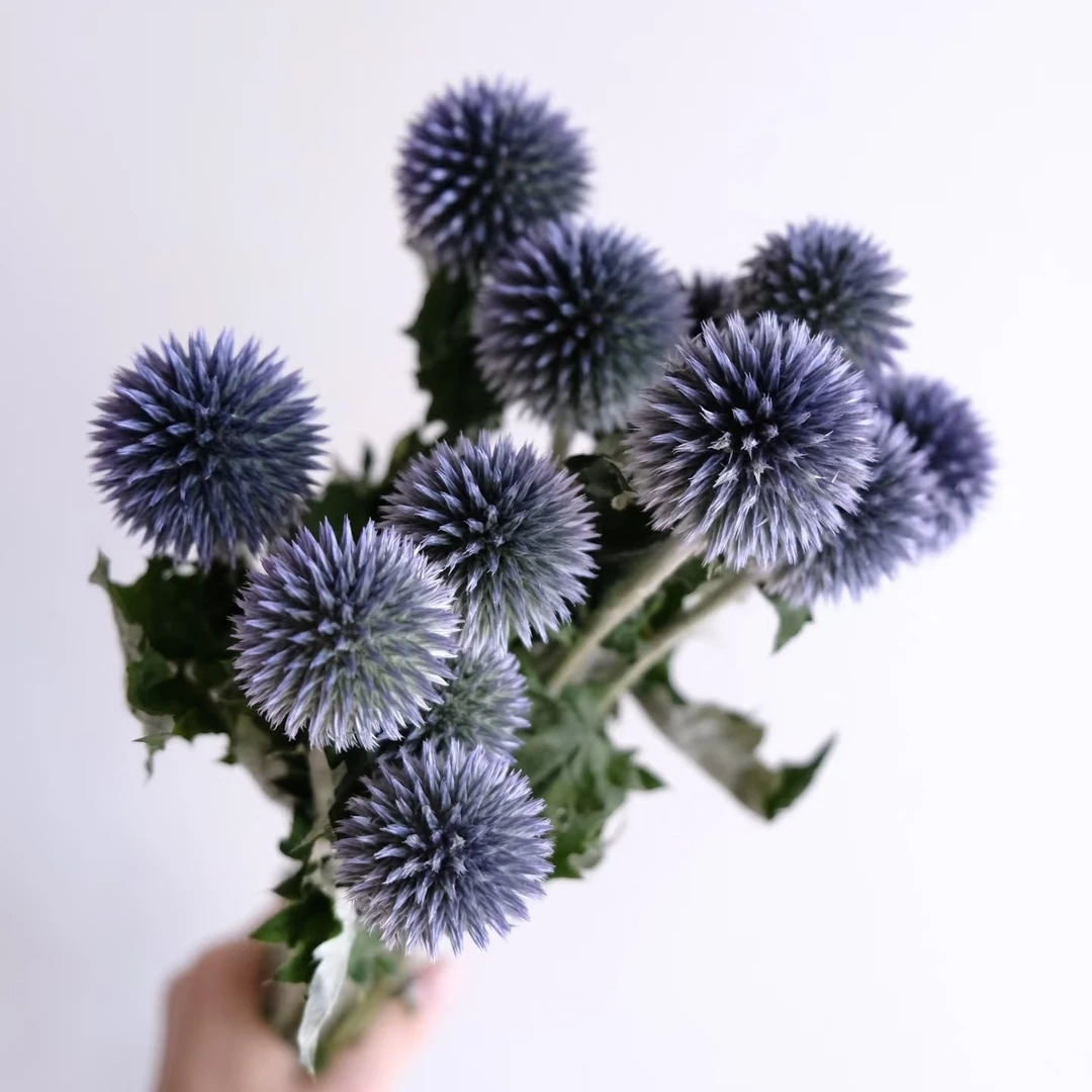 【蓝星球】顺丰  可爱高级感花材，可水培可做干花，不支持已发货退款