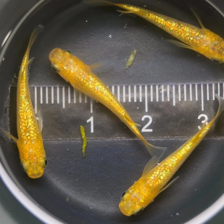 海水鱼阳光60号青鳉