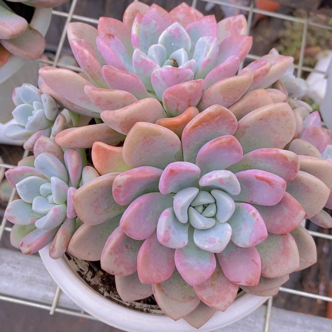 花斑鹿双头起发带崽