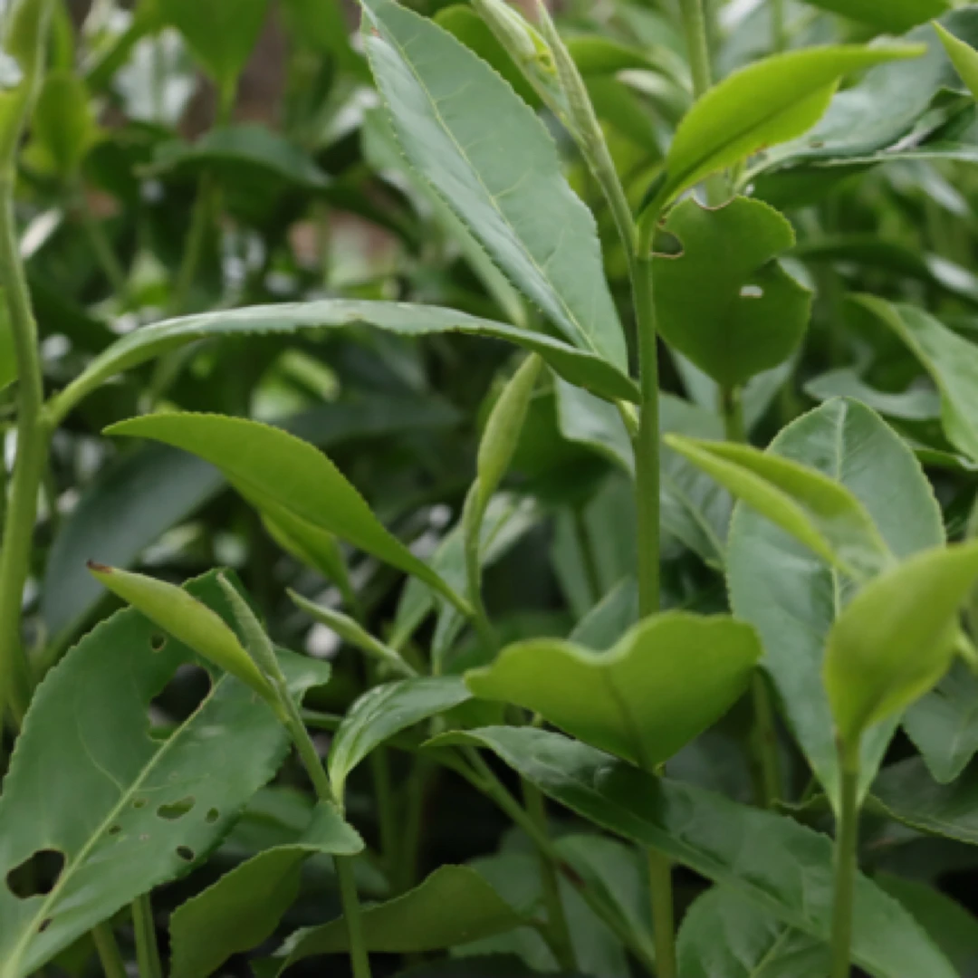 福鼎白茶白茶白毫银针白牡丹老白茶