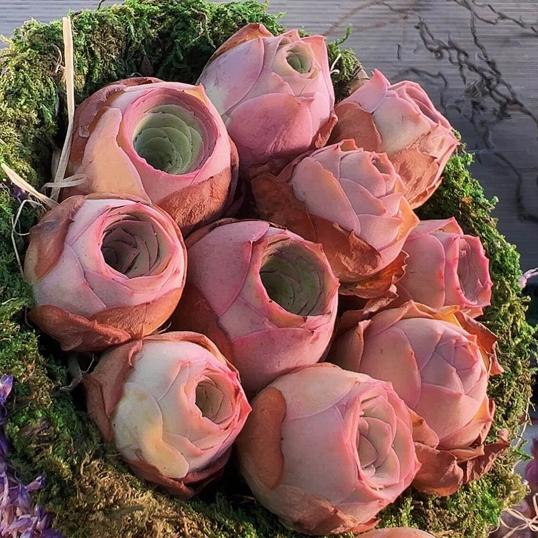 山地玫瑰花篮。 TT126.