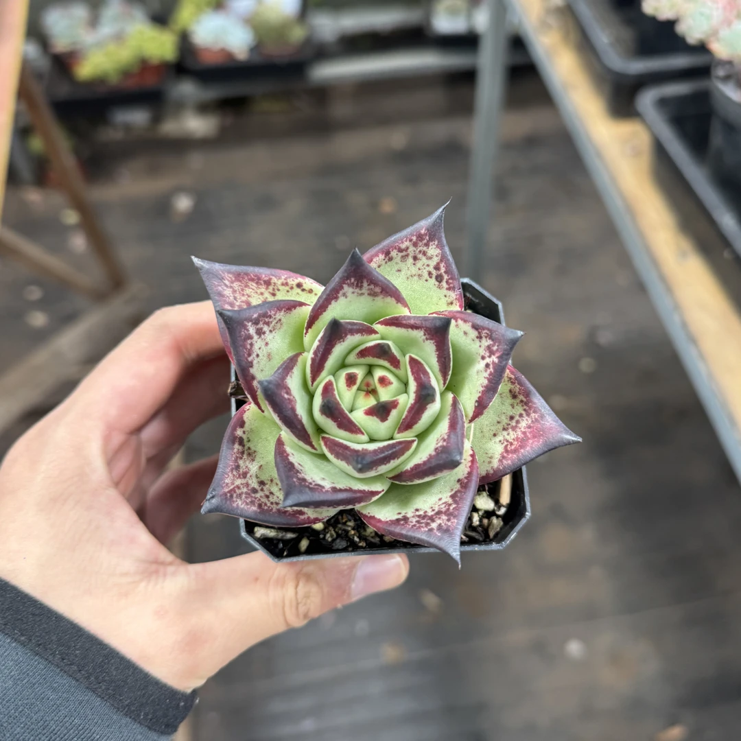 【任意两单包邮】乌木精品阳台办公室庭院老桩盆栽多肉植物