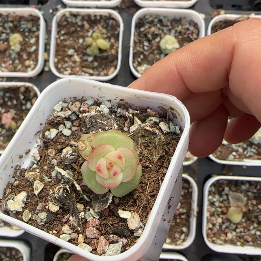 半***芒玉玲珑盆一个满25包邮