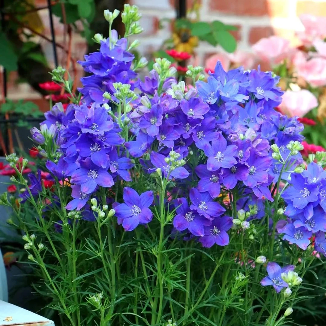 小花飞燕草盆栽地栽阳台庭院花镜耐寒花期长多年生花卉